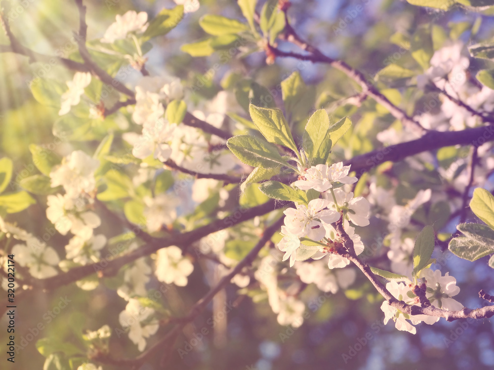 Fototapeta premium spring background of flowering tree and leaves