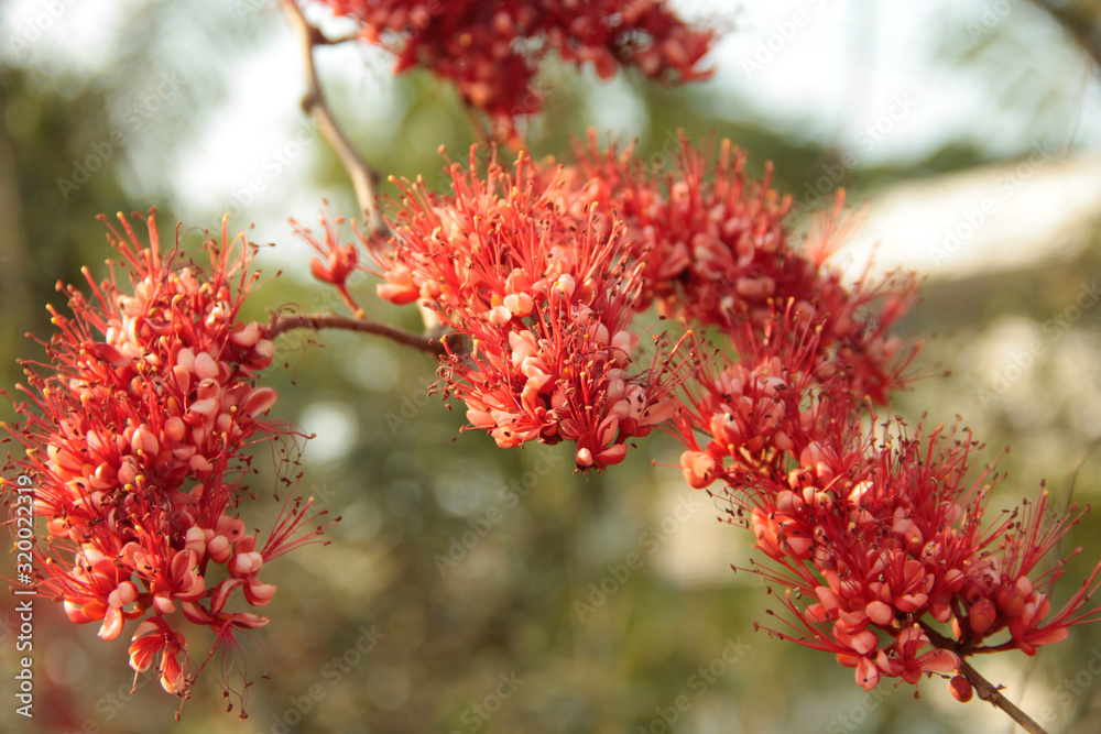Monkey flower trees or Fire of Pakistan flowers. Monkey flower trees or Fire of Pakistan flowers.