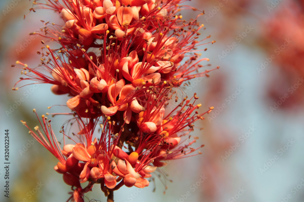 Monkey flower trees or Fire of Pakistan flowers. Monkey flower trees or Fire of Pakistan flowers.