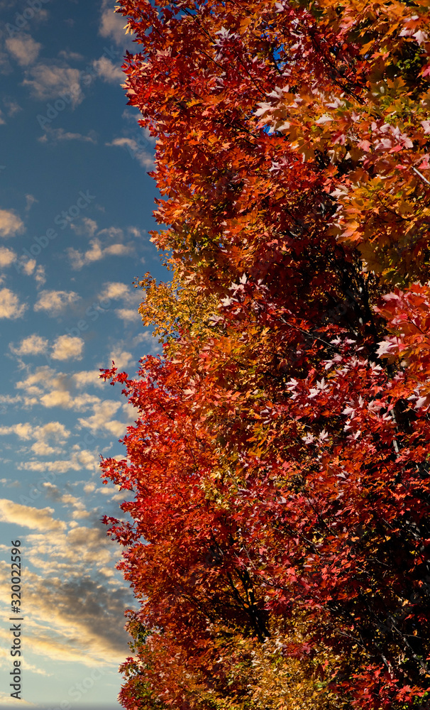 Colorful fall trees against a brilliant blue sky Colorful fall trees against a brilliant blue sky