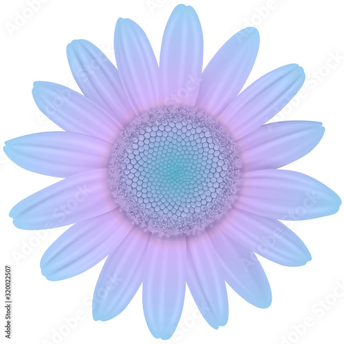 Daisy flower isolated purple blue