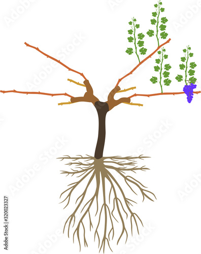 Grape pruning scheme: cane pruned. General view of grape vine plant with root system isolated on white background in dormant and growing season