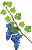 Grapevine branch with green leaves and blue bunch isolated on white background