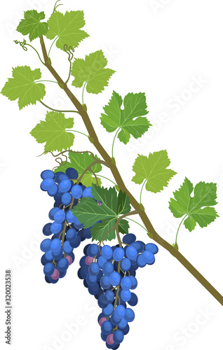 Grapevine branch with green leaves and blue bunch isolated on white background