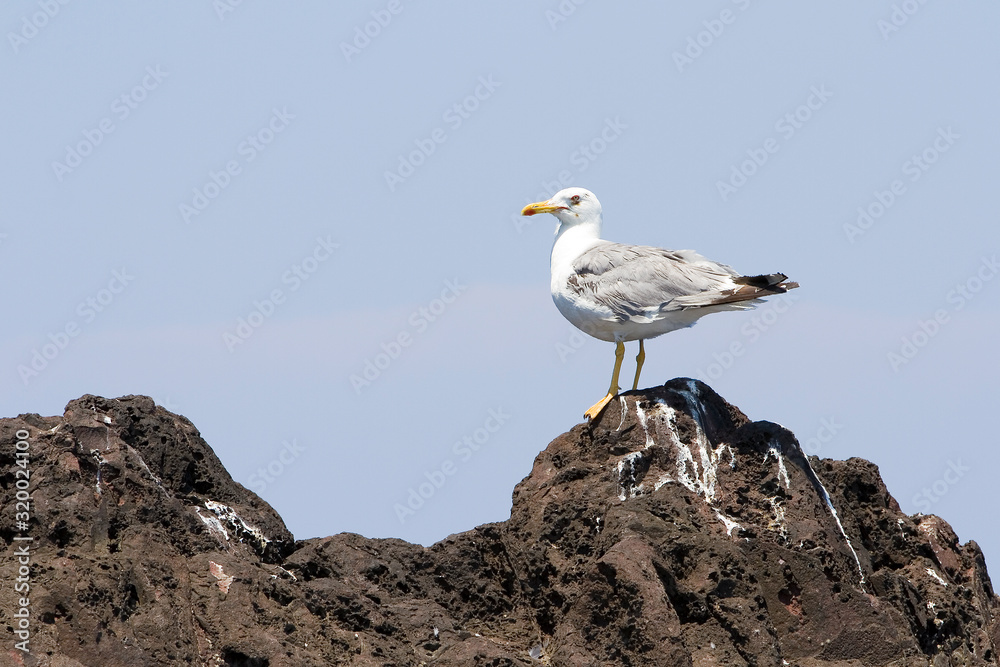 European herring gull, Larus argentatus. European herring gull, Larus argentatus.