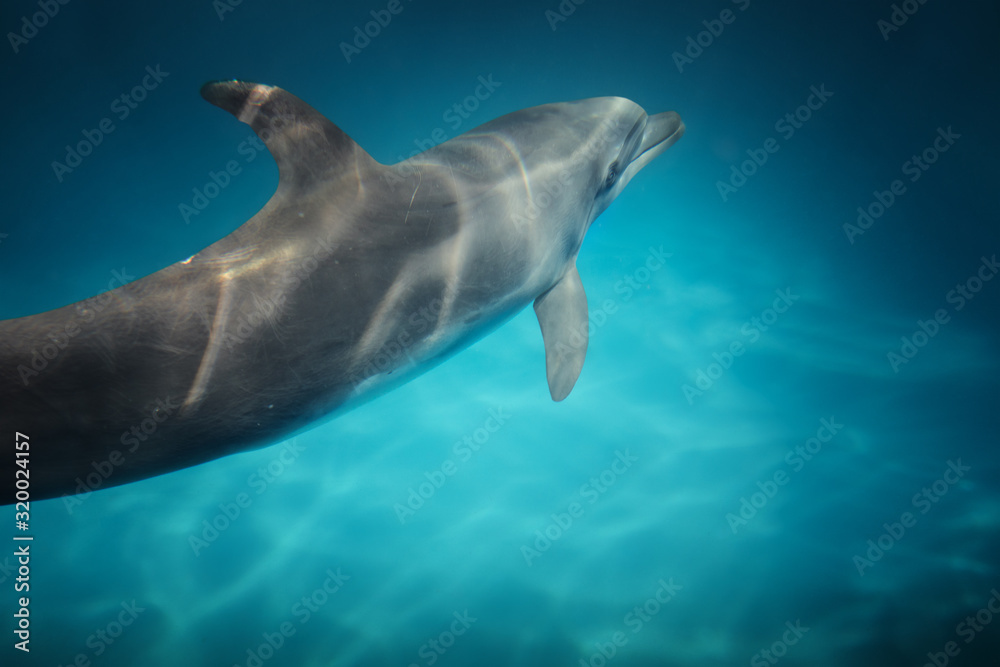 Fototapeta premium view of nice bottle nose dolphin swimming in blue crystal water