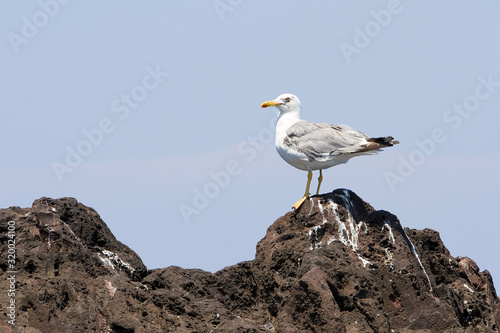 European herring gull, Larus argentatus.