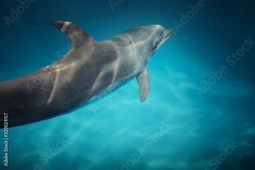 view of nice bottle nose dolphin  swimming in blue crystal water © Dmitry Ersler