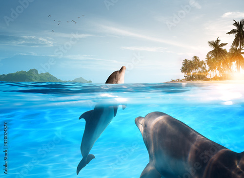 view of nice bottle nose dolphin  swimming in blue crystal water