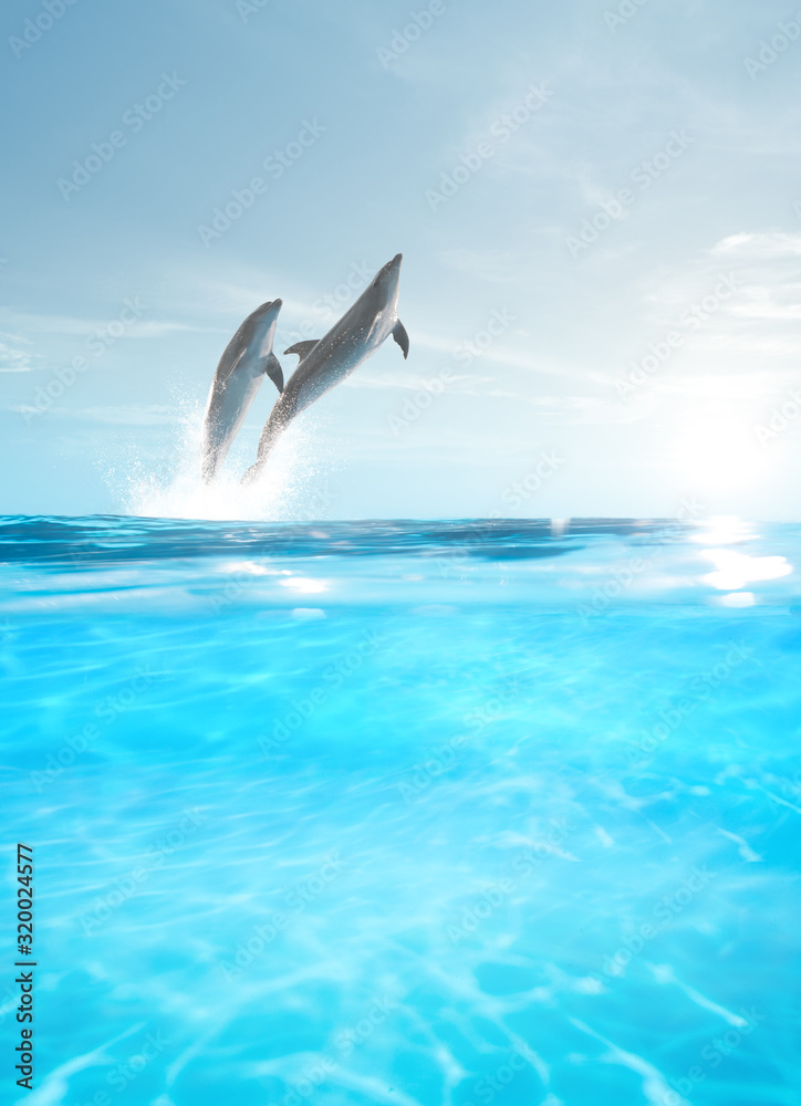 Fototapeta premium view of nice bottle nose dolphin swimming in blue crystal water