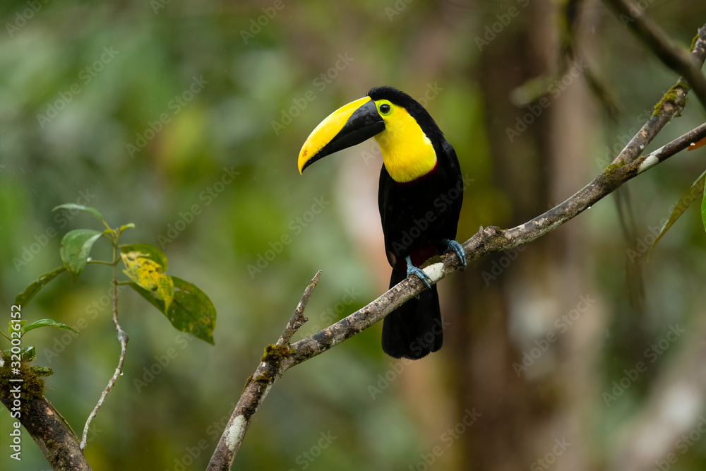 Choco toucan (Ramphastos brevis) is a near-passerine bird in the family Ramphastidae found in humid lowland and foothill forests on the Pacific slope of Colombia and Ecuador. Choco toucan (Ramphastos brevis) is a near-passerine bird in the family Ramphastidae found in humid lowland and foothill forests on the Pacific slope of Colombia and Ecuador.
