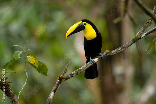 Choco toucan (Ramphastos brevis) is a near-passerine bird in the family Ramphastidae found in humid lowland and foothill forests on the Pacific slope of Colombia and Ecuador.