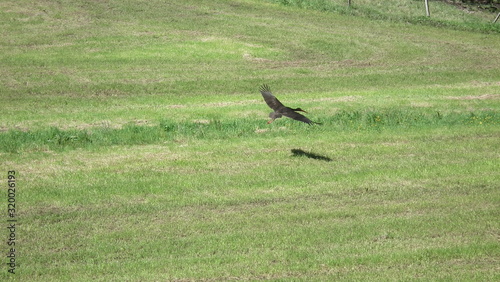 Schwarzstorch im Flug