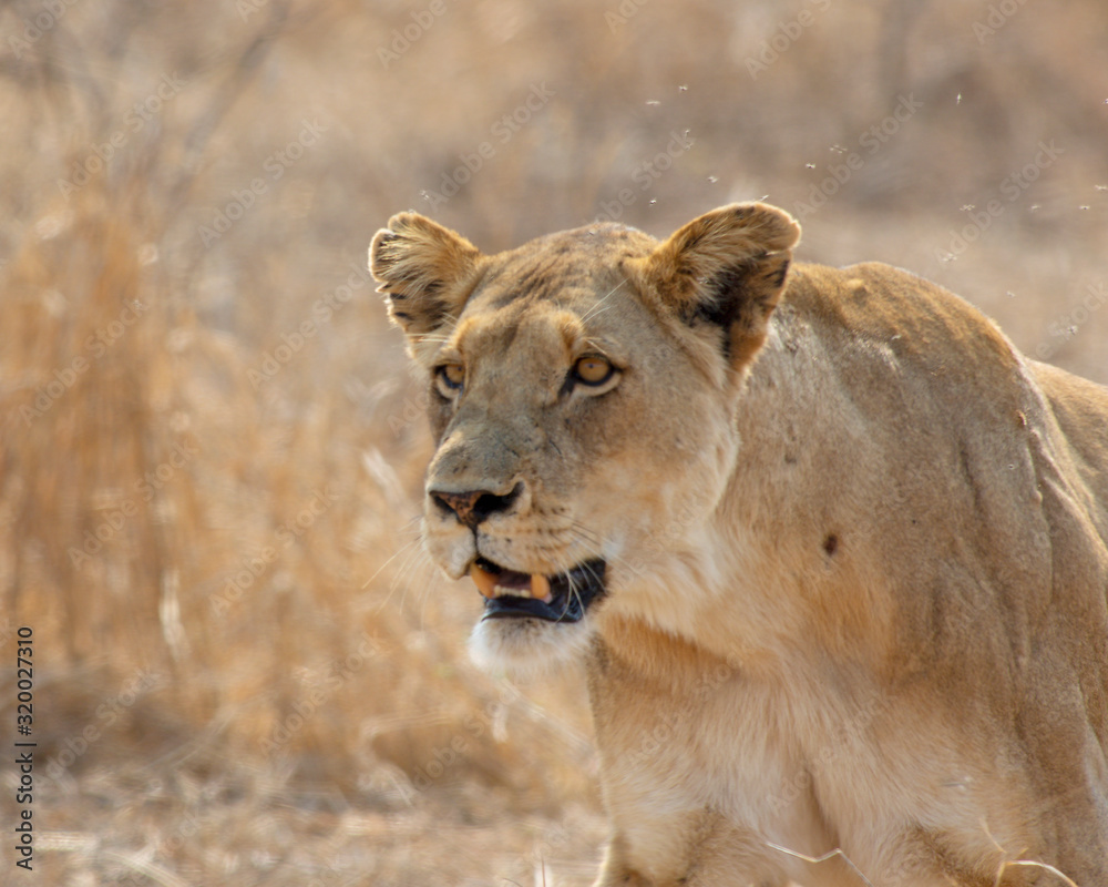 Naklejka premium Wildlife