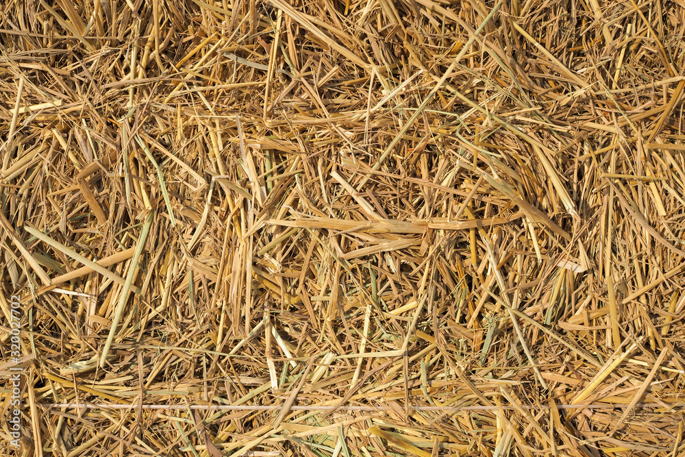 Dry straw texture background. Used as food for cows Dry straw texture background. Used as food for cows