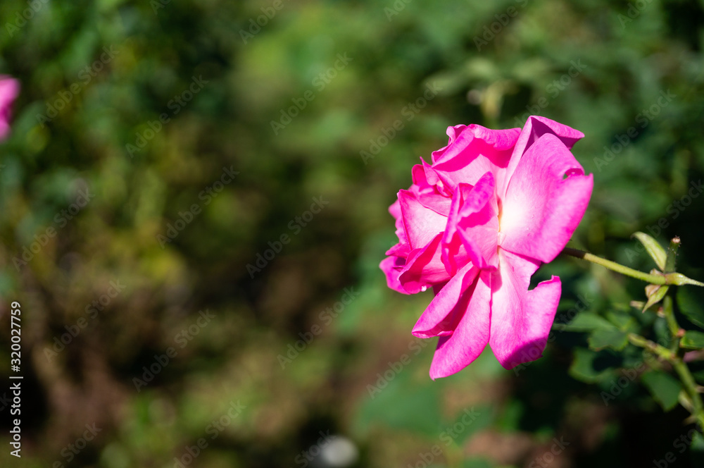 薔薇の花 薔薇の花