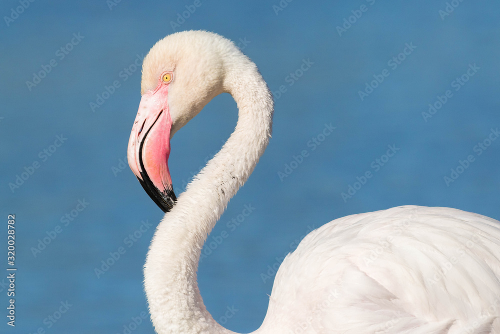 Obraz premium Flamant rose en Camargue