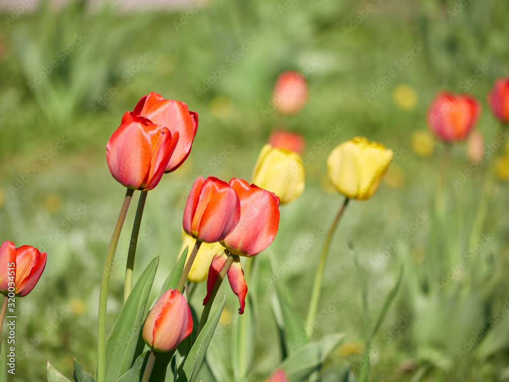 Fototapeta premium flowerbed with red and yellow tulips