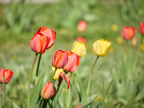 flowerbed with red and yellow tulips