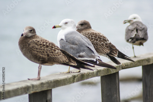 Two brown gulls and two white-gray gulls are sitting on a wooden handrail.