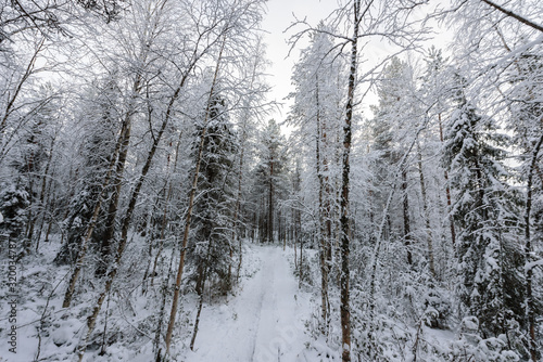 The walk way has covered with heavy snow and bad weather sky in winter season at Oulanka National Park, Finland.