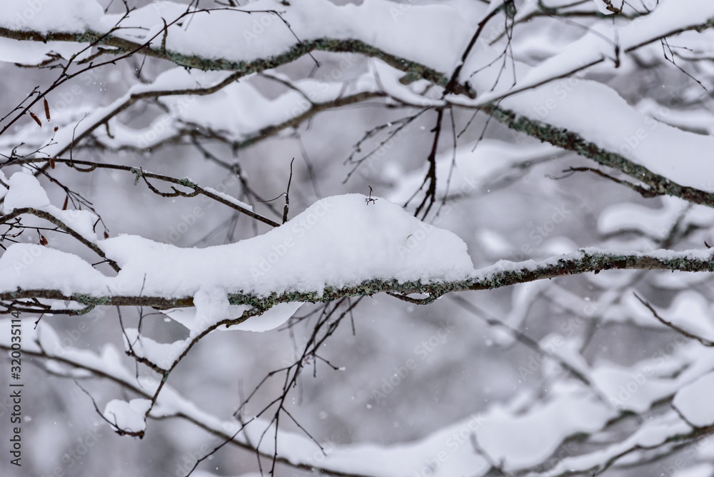 The tree has covered with heavy snow in winter season at Lapland, Finland.