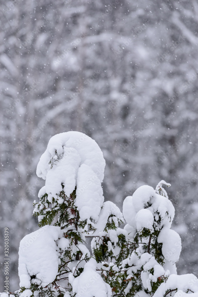 Φωτογραφία The tree has covered with heavy snow in winter season at Lapland, Finland