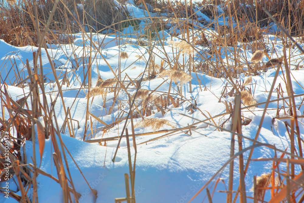 Fototapeta premium wilderness plants in the winter snow