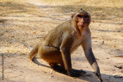 Macaque monkey hanging around in Angkor Wat, Cambodia