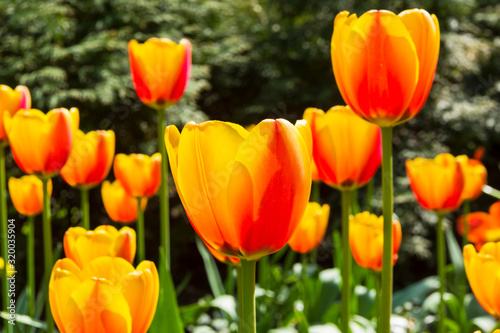 Beautiful red and yellow tulips