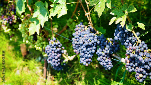 Grapes in Vineyard Terraces hiking trail in Lavaux, Lavaux-Oron district of Switzerland