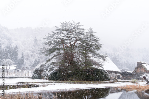 Shirakawa-Go of vintage japanese village in winter season with white snowing cover, Shirakawago Gifu, Japan is historic Japanese gassho villages,registered as UNESCO, Famous sightseeing for tradition