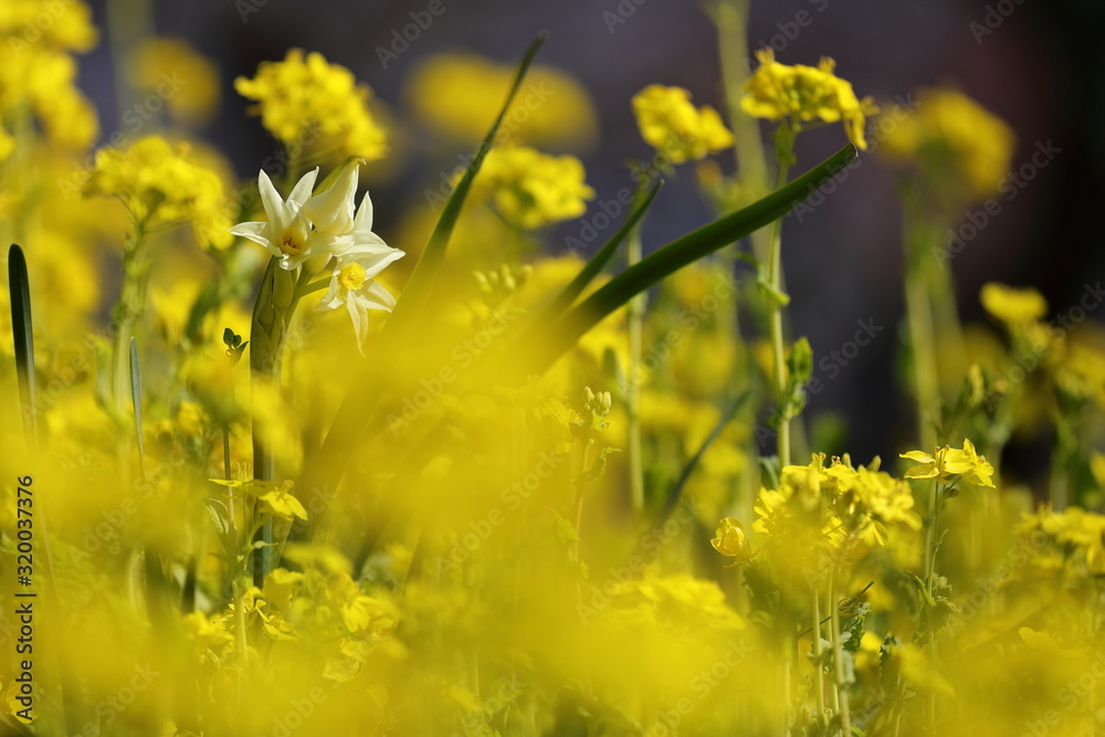 Obraz premium 菜の花