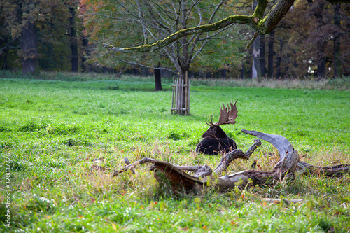 Ein Reh   Hirsch genie  t die Ruhe im Park