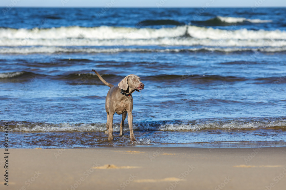weimaraner dog on the beach