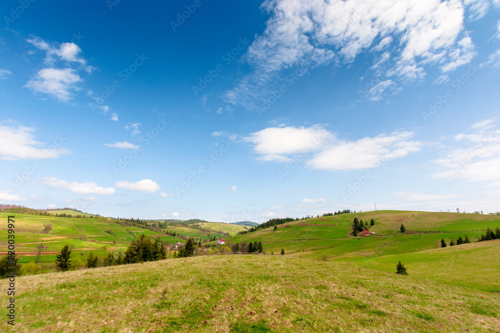 rolling hills of carpathian countryside in spring. beautiful rural landscape of ukraine. green grassy meadows and fluffy clouds on the blue sky