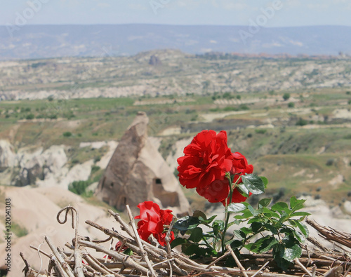 Bright red roses at the soft background in Cappadocia in Goreme national park in Turkey.