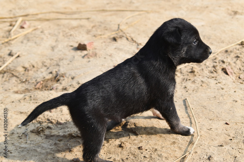 Fototapeta Naklejka Na Ścianę i Meble -  black puppy on the ground