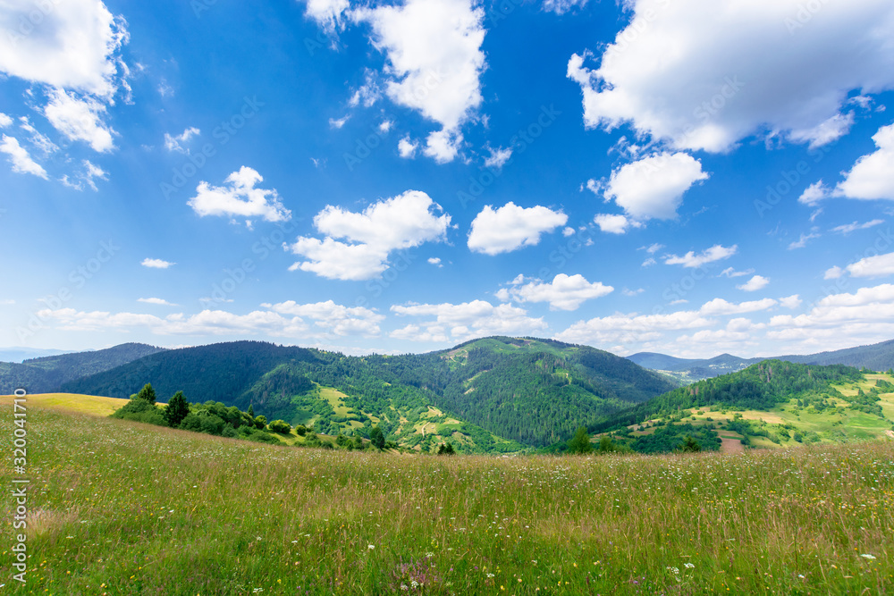 mountain meadow with wild herbs and green grass. wonderful summer scenery at high noon. forested hills roll off in to the distant ridge. sunny weather with beautiful cloudscape on the blue sky