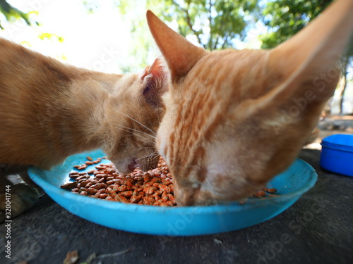 Cute cats eating food on plastic dish and blurred background.