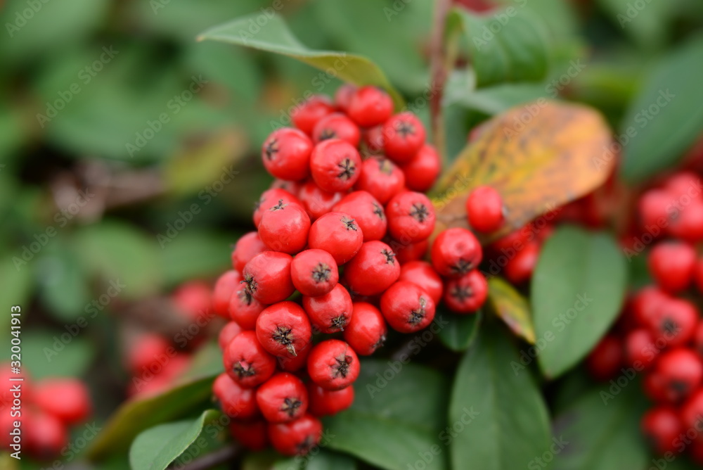 pyracantha red berries on a branch pyracantha red berries on a branch
