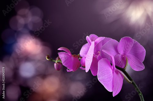 orchid flower on a blurred purple background. valentine greeting card. love and passion concept. beautiful romantic floral composition.  photo