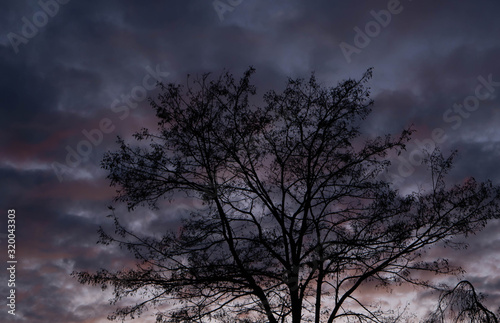 Baum vor blau-lila Wolken