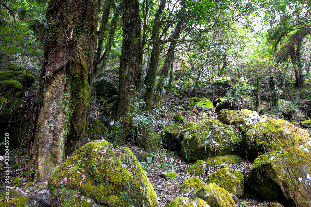 Rainforests of Nepal. Road and vegetation on the way to Everest