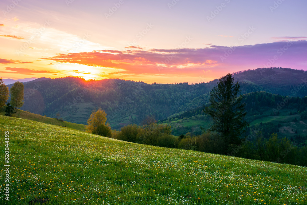 rural landscape in mountains at dusk. amazing view of carpathian countryside with fields and trees on rolling hills. herbs and flowers on the meadow. glowing purple clouds on the sky. calm weather in  - obrazy, fototapety, plakaty 