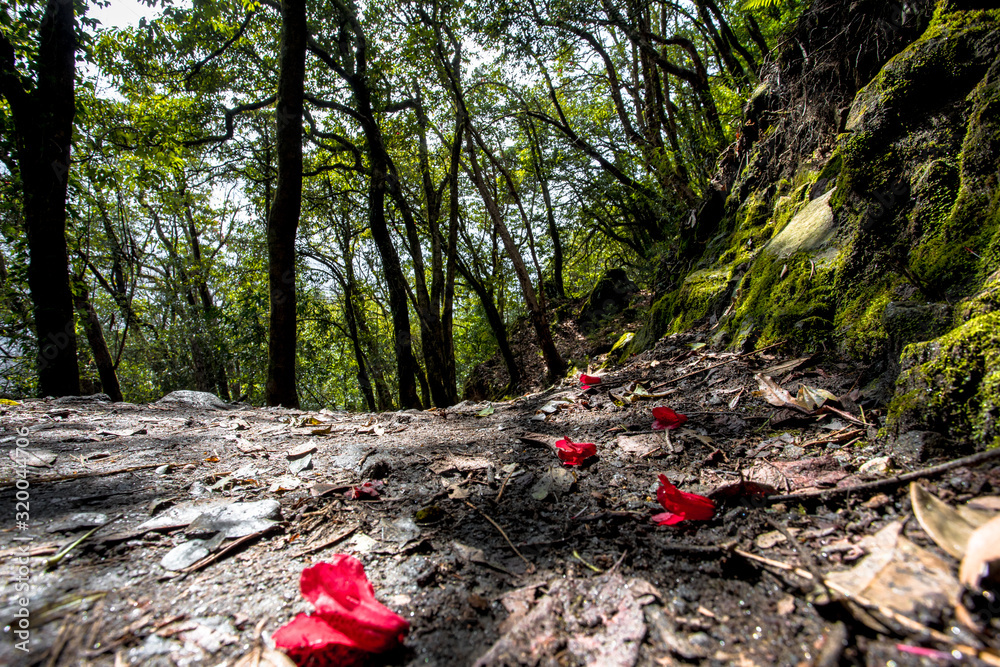 Rainforests of Nepal. Road and vegetation on the way to Everest