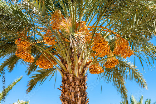 Bunch of ripening date fruits on a palm tree  agriculture industry in the Middle East and Mediterranean regions