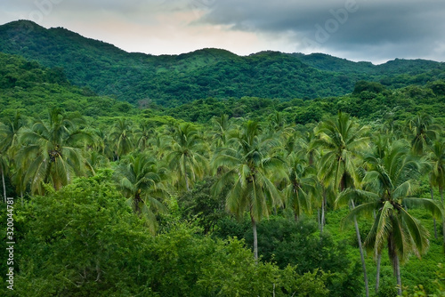 Wallpaper Mural Tropical palm forest idyllic nature Torontodigital.ca