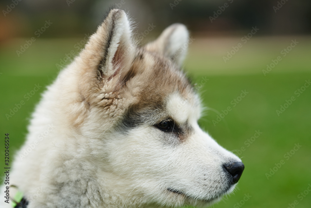 Fototapeta premium alaskan malamute