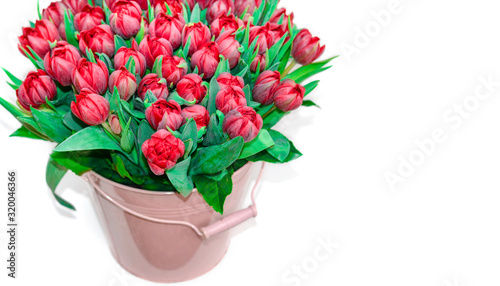 bouquet of fresh red tulips in a pink bucket isolated on white background